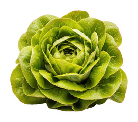 Fototapeta premium Fresh green lettuce head farm food natural isolated on transparent background
