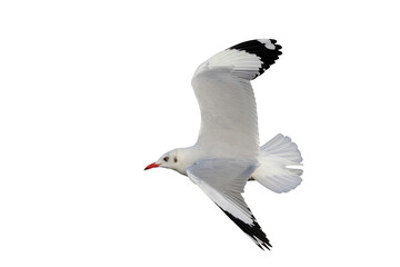 Beautiful seagull flying isolated on transparent background.	