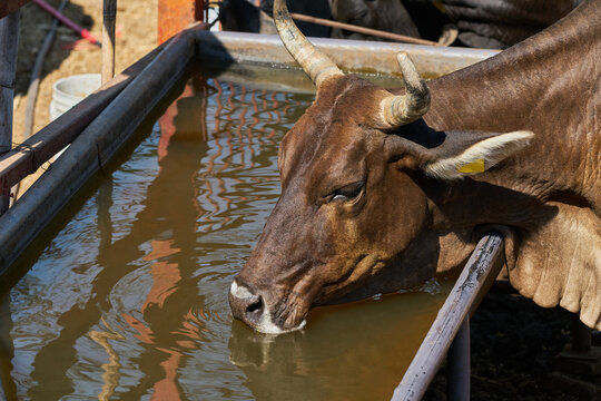 Cow drinking water from a trough