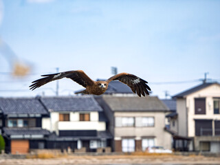 日本の日常、家並みを背に低空を飛ぶ鳶