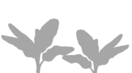 Soft Gray Shadow Silhouette of Tropical Plant Leaves isolated on a transparent background 