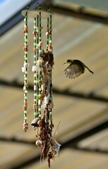 A sunbird in flight, family name Nectariniidae of passerine. 