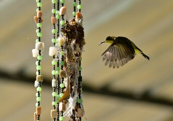 A sunbird in flight, family name Nectariniidae of passerine. 