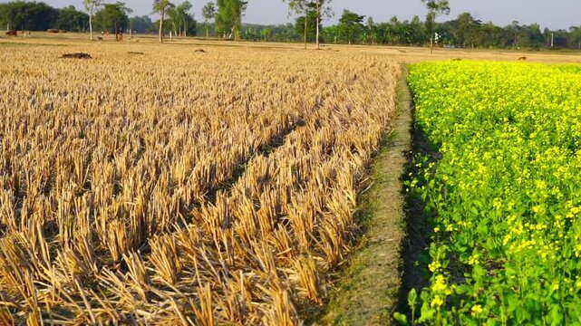 Vibrant contrast of a golden stubble field next to a blooming yellow mustard crop
