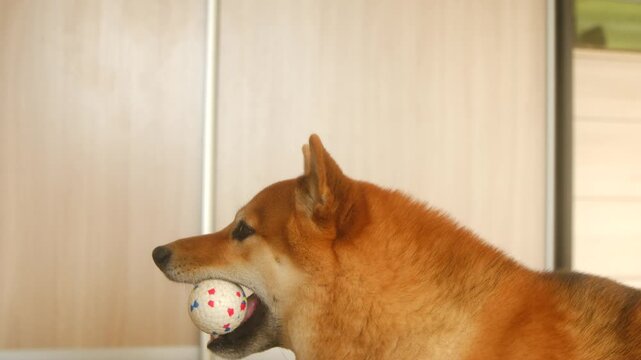 Cute red shiba inu dog playing indoors, catching a colorful thrown ball with its mouth in slow motion. Domestic animal enjoying playtime, showing focus, agility, and a happy expression.