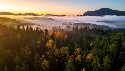 Drone View of Colorful Autumn Forest in Valley Fog with Distant Mountains at Sunrise