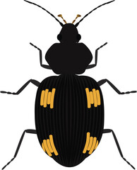 A Yellow spotted Ground Beetle are predatory insects, often found on forest floors or in scrublands, sometimes displaying defensive chemical sprays, and belonging to the subfamily Panagaeinae. 