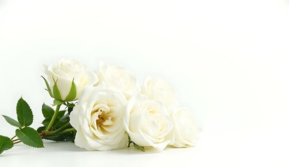 Elegant White Roses Bouquet on Clean High Key Background with Copy Space – Perfect for Wedding Invitations, Sympathy Cards, or Valentine's Day Floral Design
