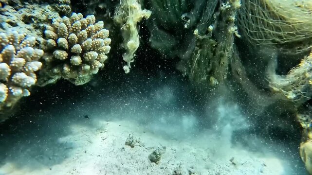 Underwater scene showing discarded fishing net entangled with coral reef, ocean pollution, marine debris from above viewpoint.