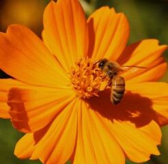 bee on a flower © Osamu