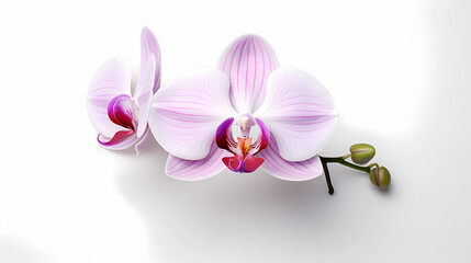 Featuring the beauty of an orchid flower