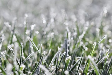 Frozen green grass blades covered with white hoarfrost crystals glittering in warm morning sunlight, showing winter nature