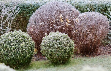Garden shrubs and grassy ground covering with a thick layer of hoarfrost during a cold winter morning