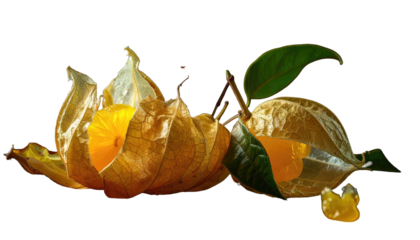 Group of delicate, orange fruits, encased in papery husks with green leaves