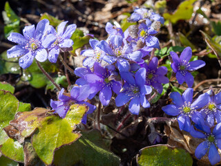 Sunny spring day and blue liverleaf. Hepatica nobilis in the forest. The first spring flowers in the garden