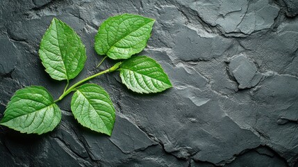 Fresh green leaves on dark stone
