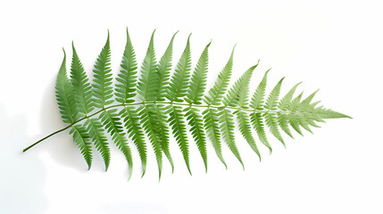 Fern Leaf white background