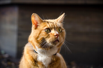 portrait of an orange tabby cat