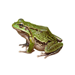 Fototapeta premium Green frog with brown spots isolated on black