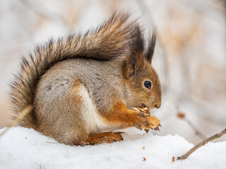 The squirrel sits on white snow