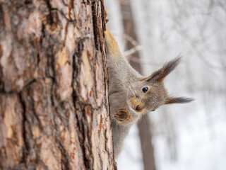 Portrait of a squirrel on a tree trunk