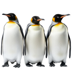 Fototapeta premium Three penguins stand together against a simple transparent background, showcasing their unique features and social behavior, Penguins on transparent background