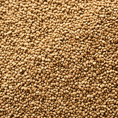 Fototapeta premium close up detail of many brown lentils or dry legumes in a heap for food ingredient