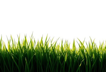 Obraz premium Smooth, unbroken grassy outline against a bright background, texture, environment
