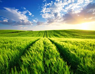 Field of green grass and blue sky