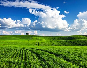Field of green grass and blue sky