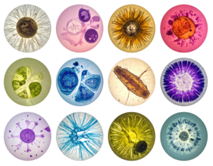 Microscopic views of various colorful cells and microorganisms