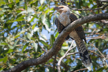 Juvenile channel-billed cuckoo (Scythrops novaehollandiae), Sydney, Australia. 