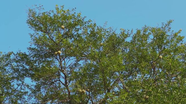 Static shot of a wood apple tree (kaitha) filled with round fruits, its dense green foliage standing out sharply against the bright, cloudless blue sky.