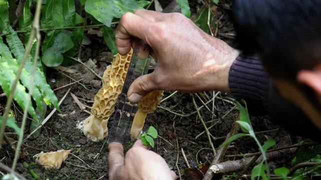 Field research on yellow morel mushroom. A realistic field research video showing close examination of a yellow morel mushroom in a Himalayan forest during winter.