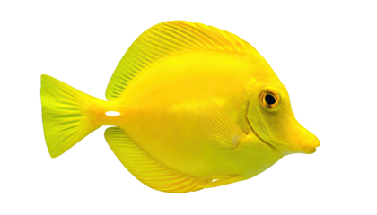 A vibrant yellow fish with dark eye and fins against a black background