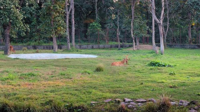 Static view of a barasingha resting on green grass, antlers relaxed as soft daylight spreads across the open enclosure, trees and fencing fading quietly into background.