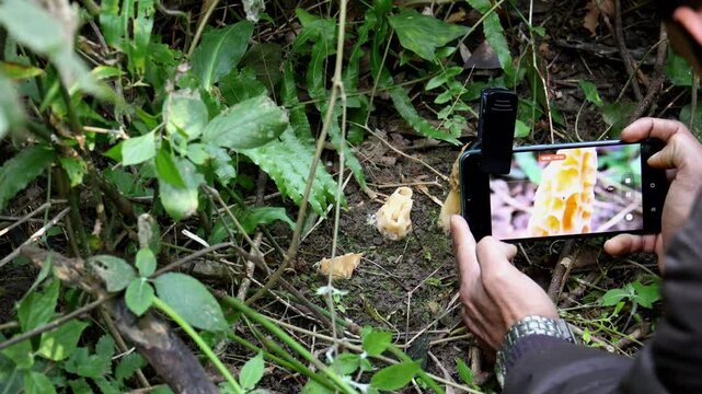 Closeup video shows a researcher carefully recording macro details of a yellow morel mushroom using a mobile macro lens during winter in a forest of Himachal Pradesh, India.