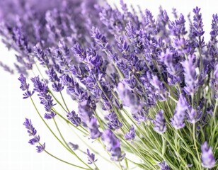 lavender flowers isolated on white