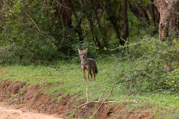 Sri Lankan Jackal (Canis aureus naria), Yala National Park, Sri Lanka