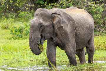 Fototapeta premium Sri Lankan Elephant (Elephas maximus maximus) Feeding on Aquatic Vegetation in Shallow Water, Yala National Park, Sri Lanka