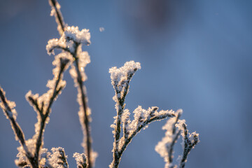 Tree branches in winter covered with snow and frost in snowfall. Frozen tree branches.