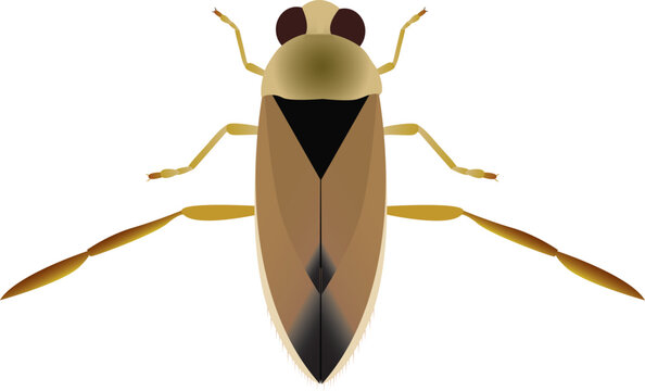 Water boatmen are insects that hunt and feed on other animals.