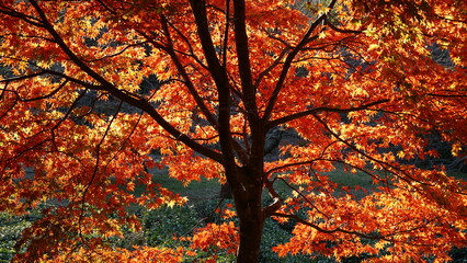 Vivid Maple Leaves in Japanese Fall