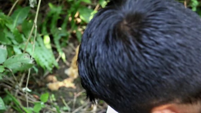Scientific study of yellow morel mushroom. A close observational video shows a researcher measuring a yellow morel mushroom with a ruler while recording handwritten field notes in a forest notebook.