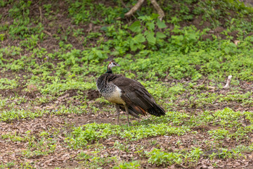 Fototapeta premium Female Indian Peafowl (Pavo cristatus) in Yala National Park, Sri Lanka