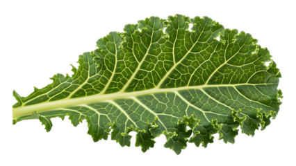 Single leaf of kale isolated on transparent background