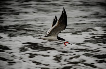 Tem um carro com a minha cara