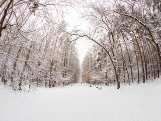 Obraz premium Beautiful winter landscape. Trees in the snow in a clearing on a cold day.