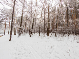 Fototapeta premium Beautiful winter landscape. Trees in the snow in a clearing on a cold day.