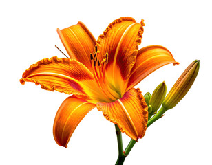 Vivid close-up of an orange flower with petals and buds on a black backdrop